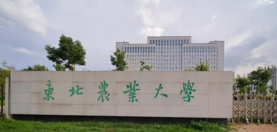 東北農(nóng)業(yè)大學(xué)是985還是211